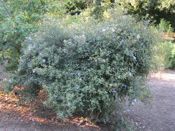 Ruellia insignis