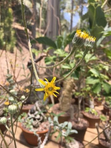 Senecio scaposus var. addoensis