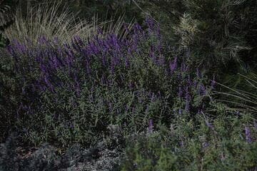 Salvia leucantha 'Santa Barbara'