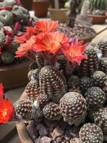 Rebutia pygmaea