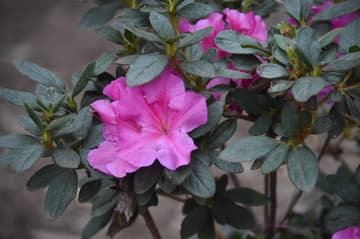Rhododendron 'Conlec' Autumn Royalty™