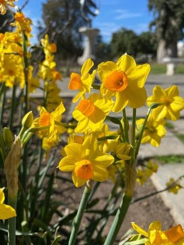 Narcissus 'Soleil D'or'