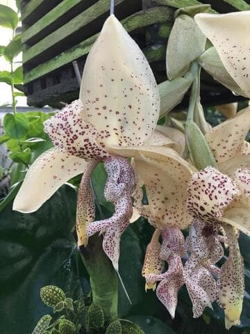 Stanhopea haseloffiana 'Huntington's Masterpiece' HCC/AOS