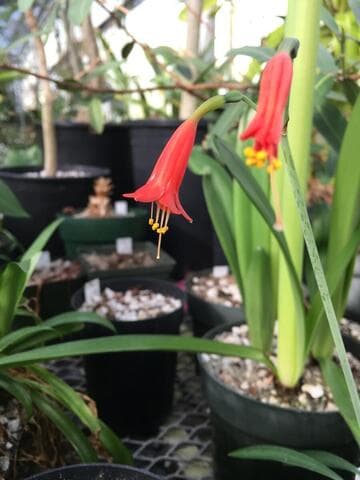 Stenomesson ecuadorense