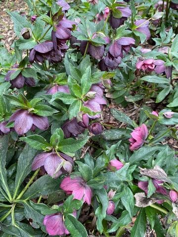 Helleborus x hybridus 'Red Sapphire'