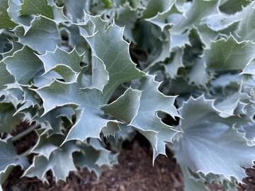 Eryngium maritimum