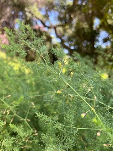 Asparagus palaestinus