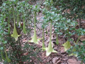 Catesbaea spinosa