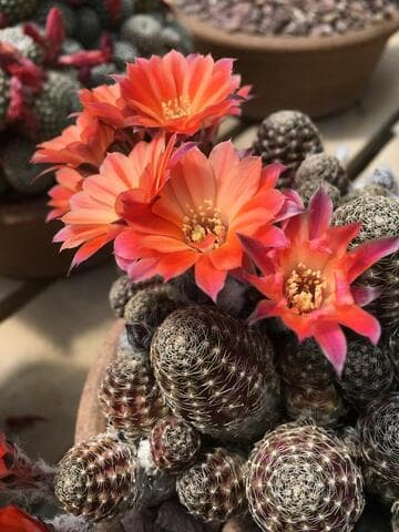 Rebutia pygmaea