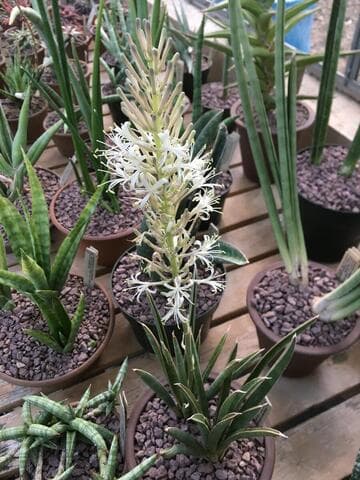 Sansevieria aethiopica