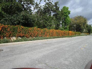 Pyrostegia venusta