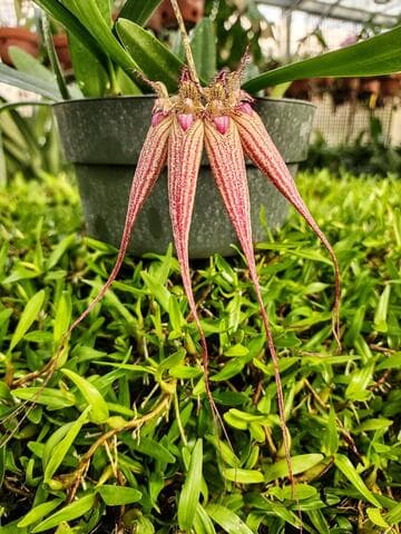 Bulbophyllum Elizabeth Ann 'Buckleberry'
