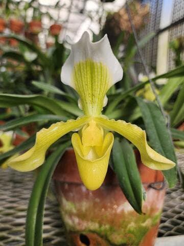 Paphiopedilum insigne forma sanderae
