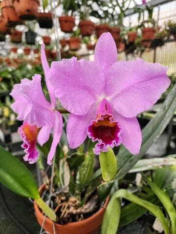 Cattleya percivaliana 'Summit' FCC/AOS