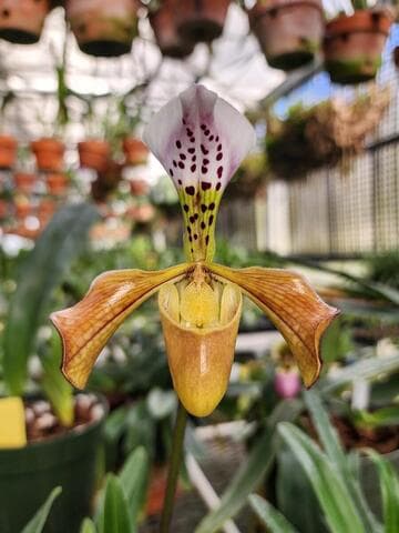 Paphiopedilum gratrixianum var. affine