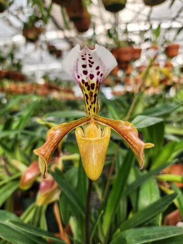 Paphiopedilum gratrixianum var. affine