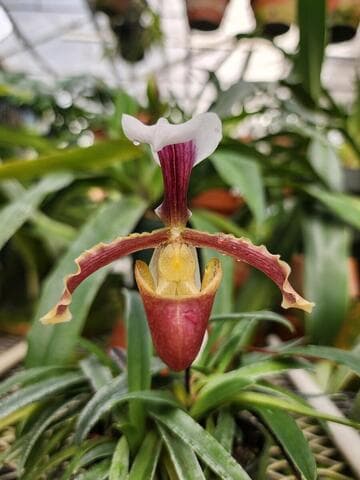 Paphiopedilum barbigerum var. coccineum