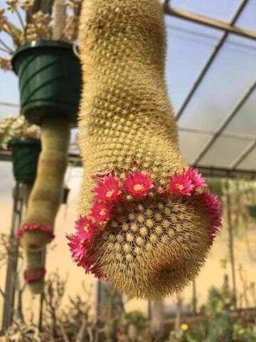 Mammillaria spinosissima ssp. pilcayensis