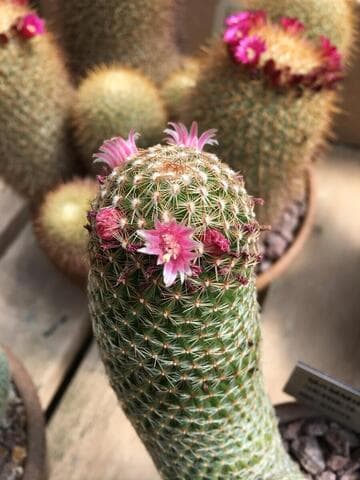 Mammillaria matudae
