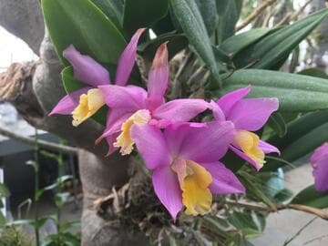 Laeliocattleya Issy 'Satin Plum'