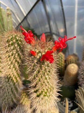 Mammillaria halei
