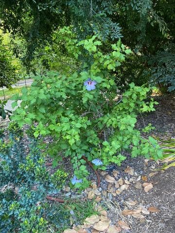 Hibiscus syriacus 'Blue Bird'