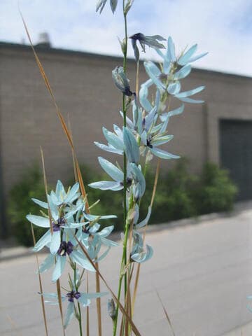 Ixia viridiflora
