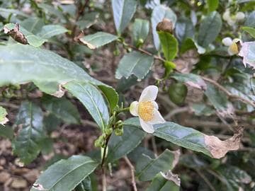 Camellia sinensis
