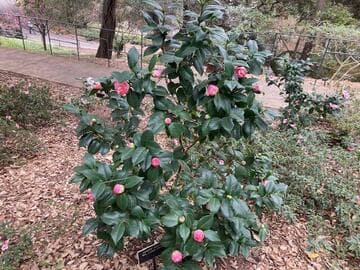 Camellia japonica 'Mrs. Lyman Clarke'