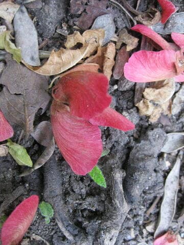 Heteropterys purpurea