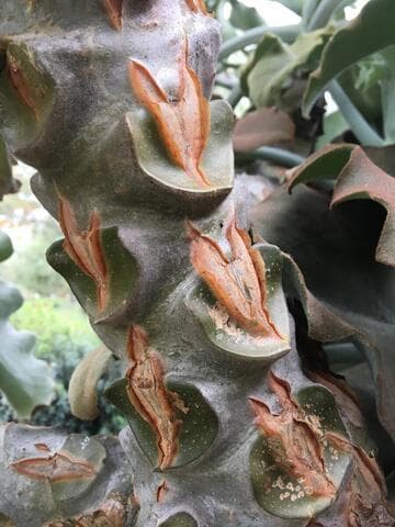 Kalanchoe beharensis