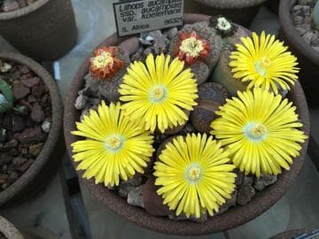Lithops aucampiae ssp. aucampiae var. koelemanii