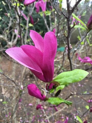Magnolia 'Susan'