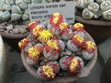 Lithops dinteri ssp. frederici