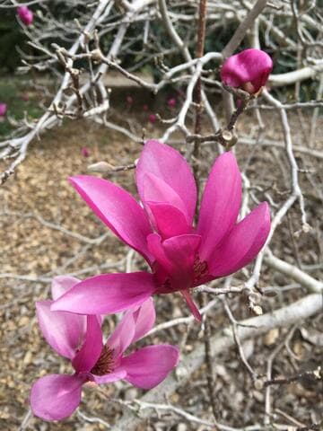 Magnolia 'Ann'