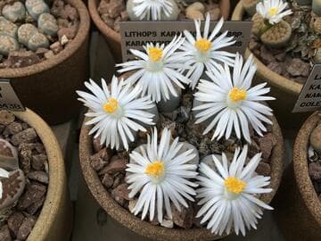 Lithops karasmontana ssp. karasmontana var. aiaisensis
