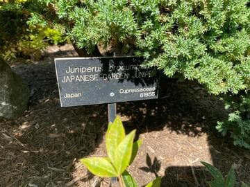 Juniperus procumbens