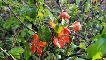 Chaenomeles japonica 'Pygmaea'