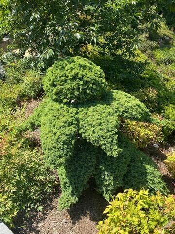 Juniperus procumbens