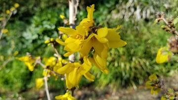 Forsythia x intermedia [Magical Gold] = 'Kolgold'