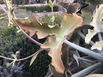 Kalanchoe beharensis