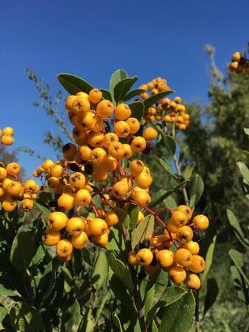 Heteromeles arbutifolia 'Davis Gold'