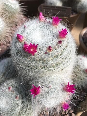Mammillaria hahniana 'Superba'