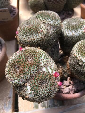 Mammillaria crucigera