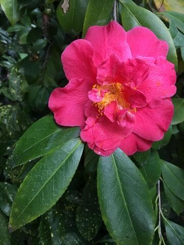 Camellia japonica 'Caroline Browne'