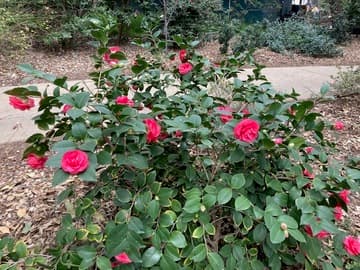 Camellia japonica 'Lady Campbell'