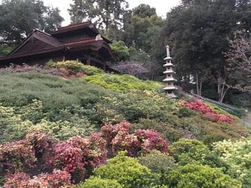 Nandina domestica 'Nana Purpurea'