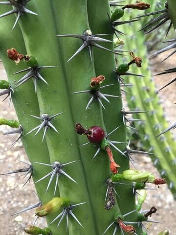 Myrtillocactus cochal