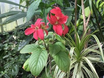 Mussaenda 'Dona Evangelina'