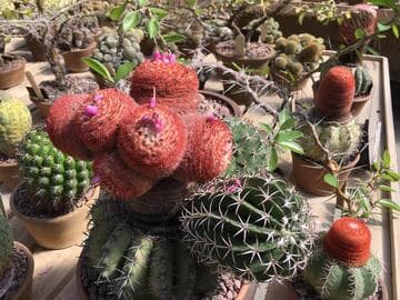 Melocactus zehntneri